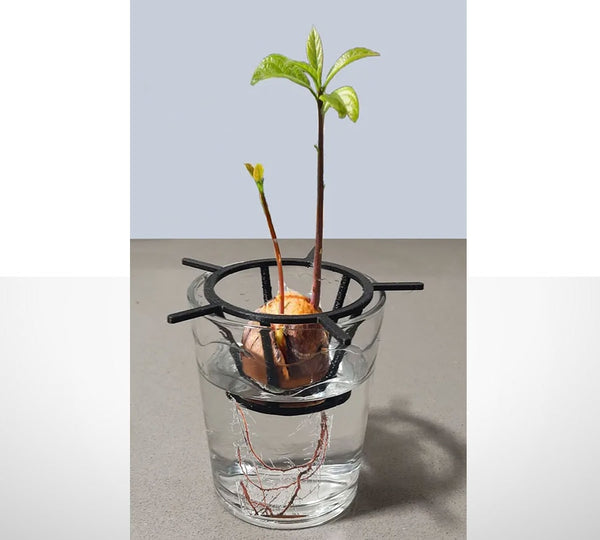 Avocado - kweek je eigen avocadoplant