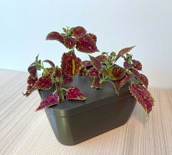 Stekkenhouder - kweek uw eigen planten uit stekken